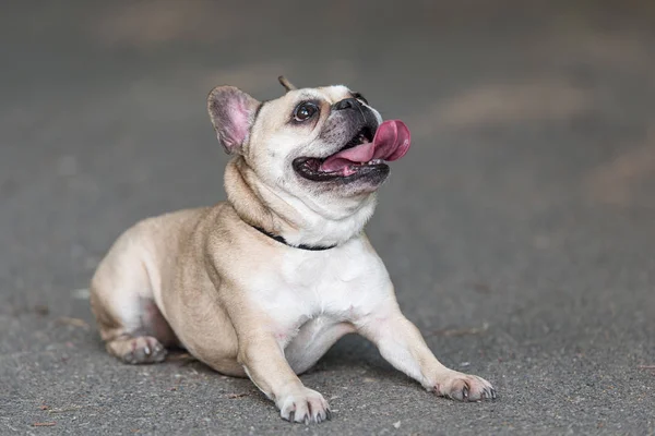 Photo of a French Bulldog — Stock Photo, Image