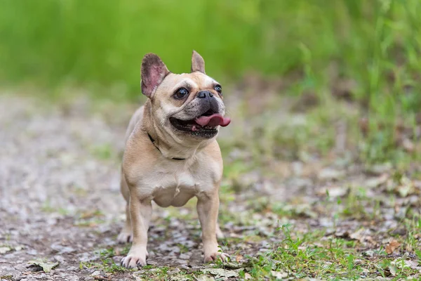 Photo d'un bouledogue français — Photo