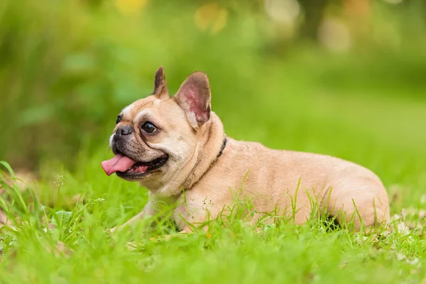 Foto di un bulldog francese — Foto Stock