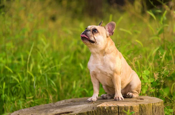 Foto di un bulldog francese — Foto Stock