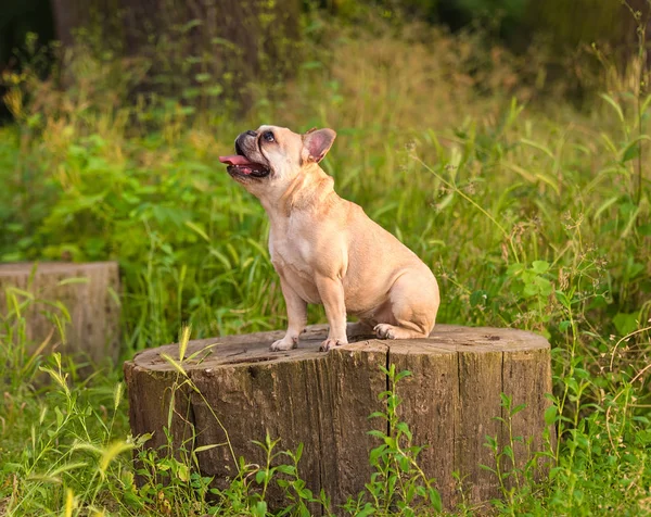Foto di un bulldog francese — Foto Stock