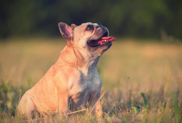 Zdjęcie z Buldog francuski — Zdjęcie stockowe