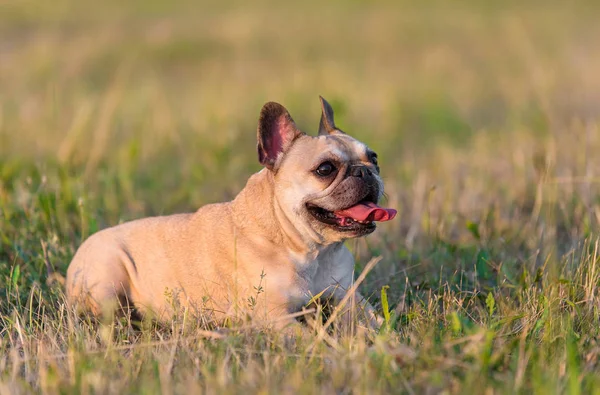 Zdjęcie z Buldog francuski — Zdjęcie stockowe