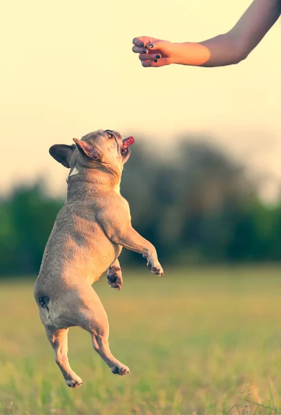 Foto di un bulldog francese — Foto Stock