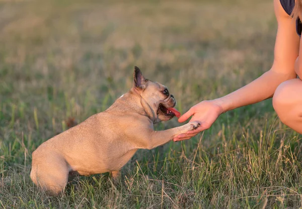 Photo of a French Bulldog — Stock Photo, Image