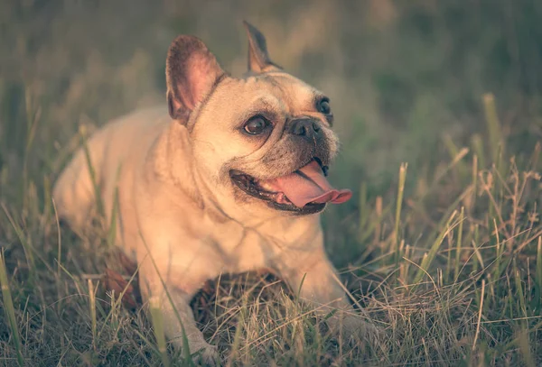 Photo d'un bouledogue français — Photo