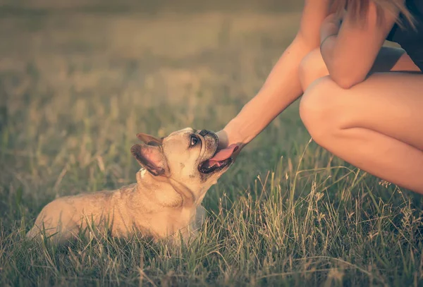 Foto de un Bulldog francés — Foto de Stock