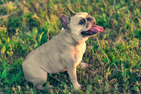 Photo of a French Bulldog — Stock Photo, Image