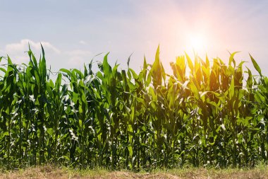 Mısır tarlasında günbatımı