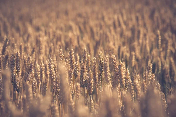 Золотое пшеничное поле до сбора урожая — стоковое фото