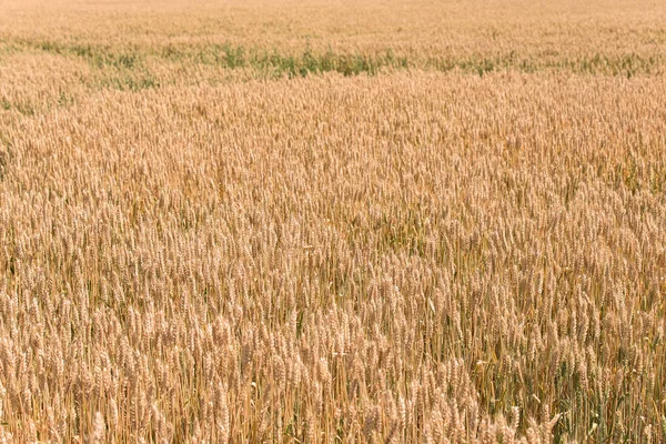 Золотое пшеничное поле до сбора урожая — стоковое фото