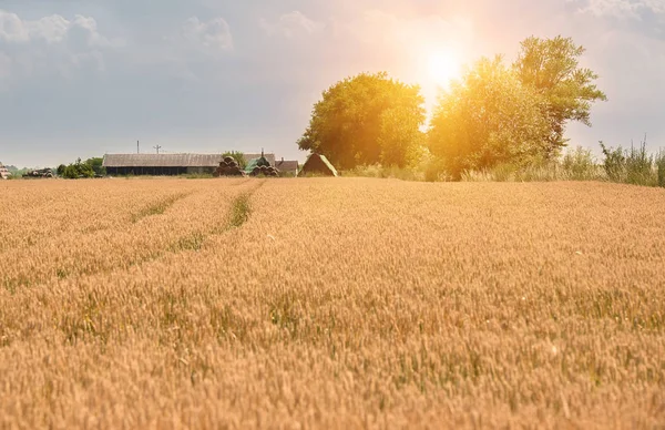 Campo de trigo dourado antes da colheita — Fotografia de Stock