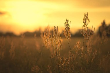 Kuzukulağı tohum alanında