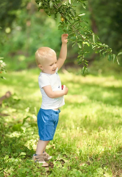 Kleine jongen plum oogst — Stockfoto