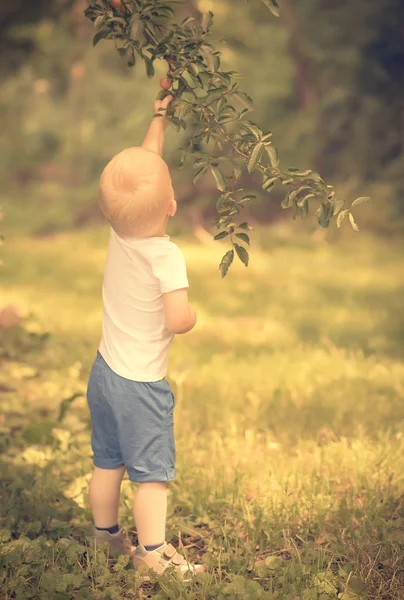 Little boy plum harvest — Stock Photo, Image