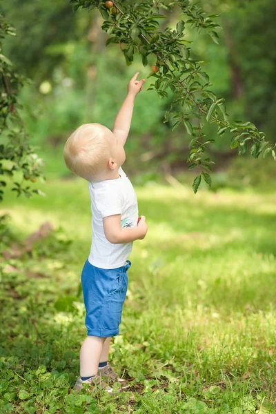 Little boy plum harvest — Stock Photo, Image