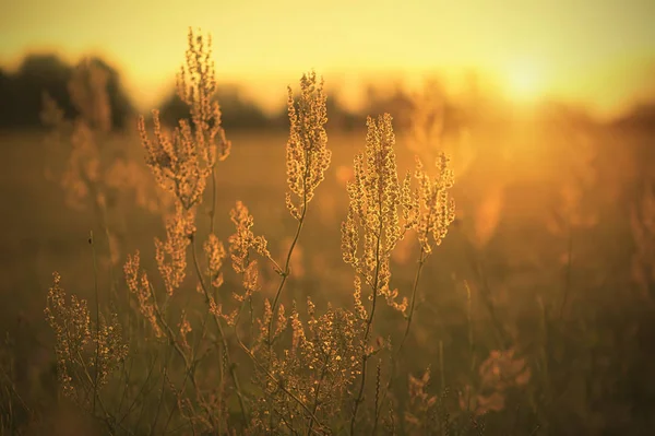 Graines d'oseille dans le champ — Photo