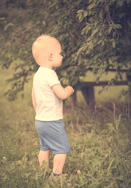 Küçük çocuk Erik hasat — Stok fotoğraf