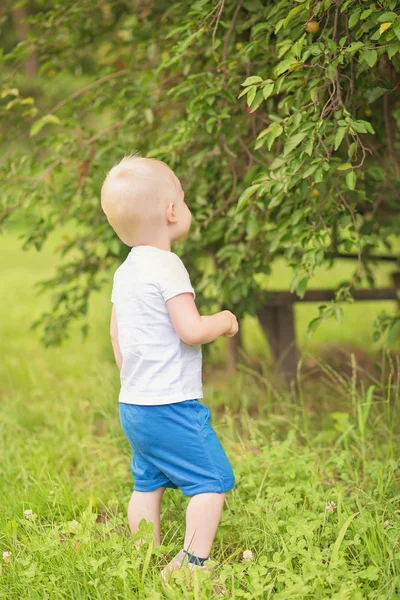 Little boy plum harvest — Stock Photo, Image