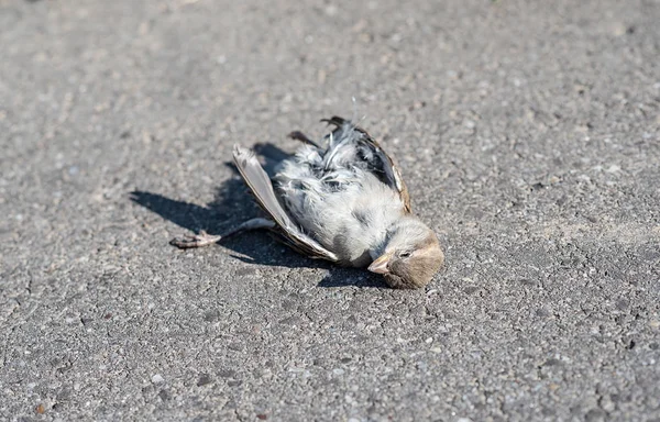 Mrtvý šedé sparrow na podlaze — Stock fotografie