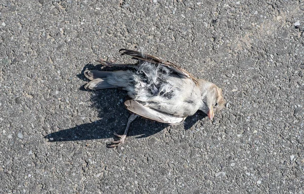 Mrtvý šedé sparrow na podlaze — Stock fotografie
