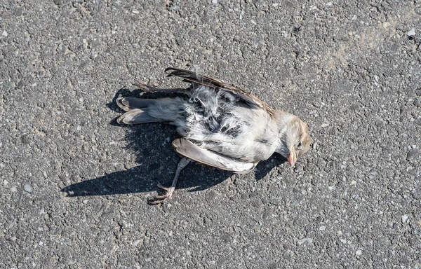 Pardal cinzento morto no chão — Fotografia de Stock