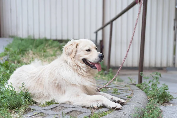 Geketende Golden Retriever hond ontspannen — Stockfoto
