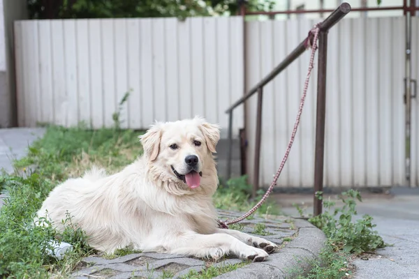 Geketende Golden Retriever hond ontspannen — Stockfoto