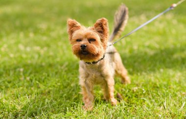 Parkta küçük Yorkshire korkunç