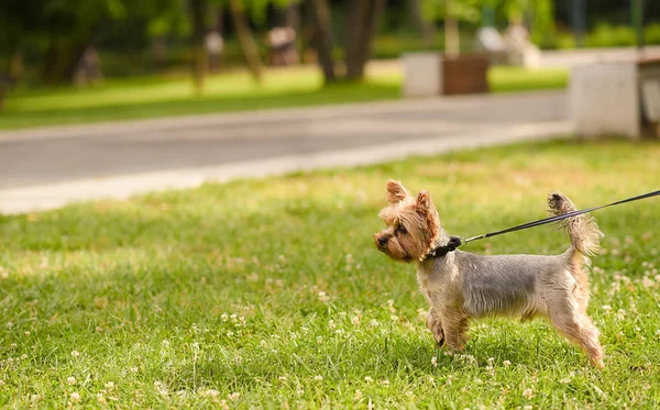 Kleiner yorkshire terrier im park — Stockfoto