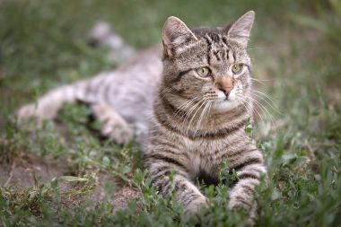 Gri bir kedinin fotoğrafı
