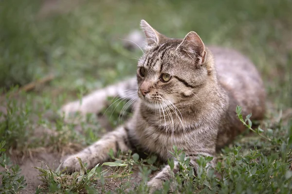 Foto van een grijze kat — Stockfoto