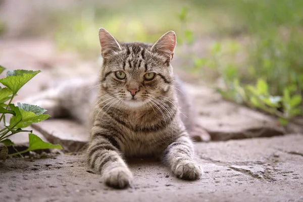 Foto de un gato gris — Foto de Stock