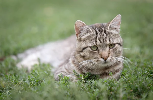 Foto de um gato cinza — Fotografia de Stock