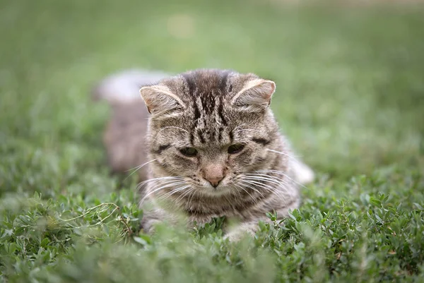 Foto di un gatto grigio — Foto Stock