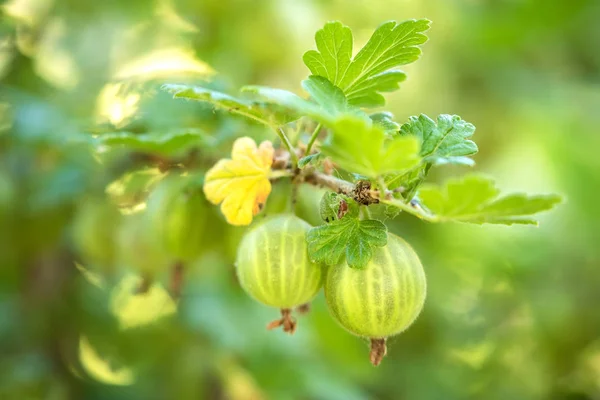 Detailní Foto angreštu — Stock fotografie