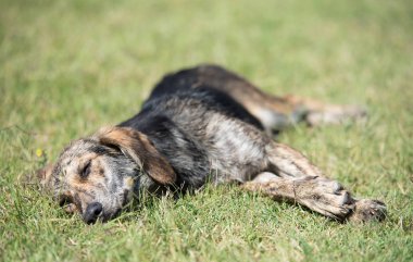 Parkta melez köpek rahatlatıcı