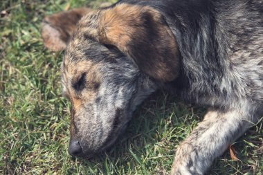 Parkta melez köpek rahatlatıcı