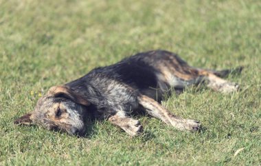 Parkta melez köpek rahatlatıcı