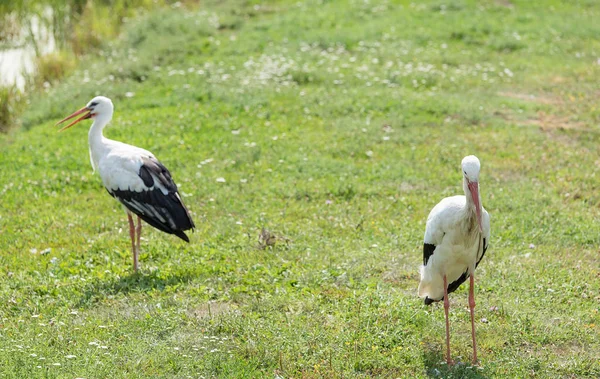 Weißstorch steht auf grünem Gras — Stockfoto