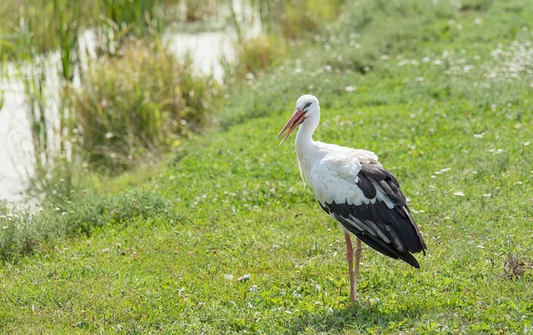 Soporte de cigüeña blanca sobre hierba verde — Foto de Stock