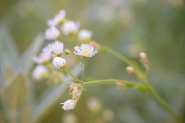 Alanında güzellik beyaz kır çiçeği