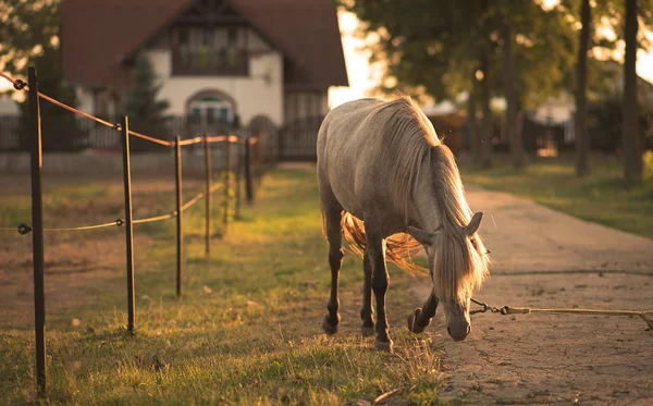 Cavalo acorrentado na fazenda — Fotografia de Stock