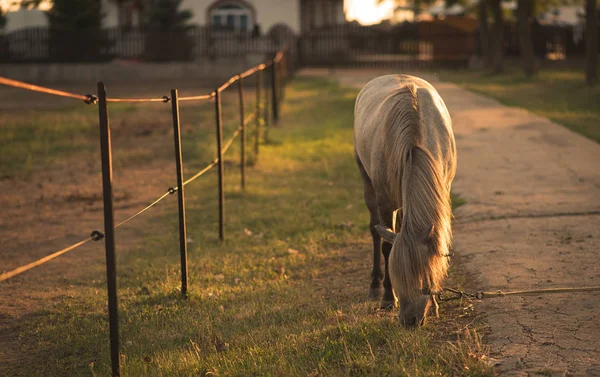 Chained horse on the farm — Stock Photo, Image