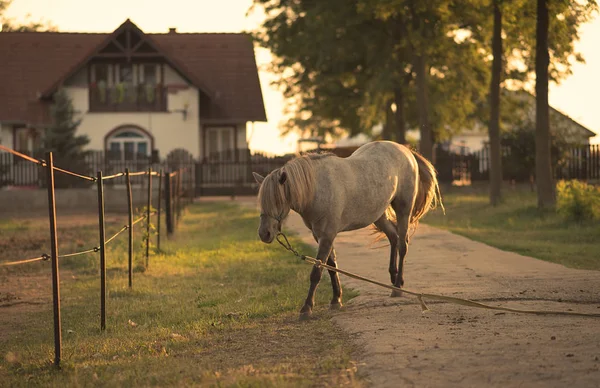 Caballo encadenado en la granja —  Fotos de Stock