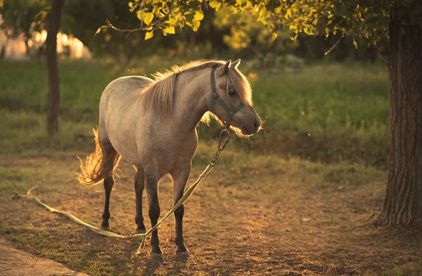 Cavalo acorrentado na fazenda — Fotografia de Stock
