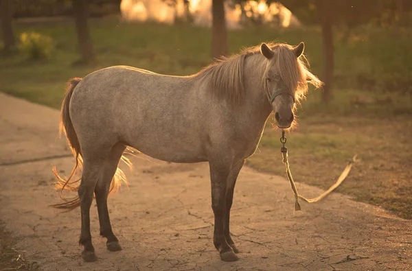 Cavalo acorrentado na fazenda — Fotografia de Stock