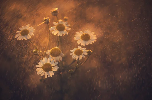 Photo de camomille fleur sauvage sous la pluie — Photo