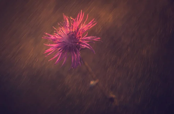 Foto de una flor silvestre púrpura bajo la lluvia —  Fotos de Stock