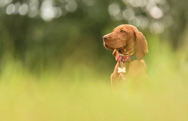 Vackra ungerska hundvalp (sittande) hund i parken — Stockfoto